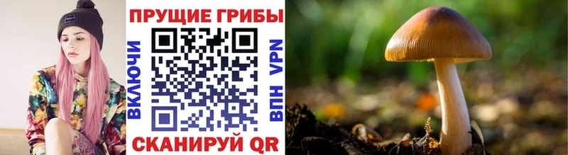 Купить  Тайшет  Псилоцибиновые грибы GOLDEN TEACHER 